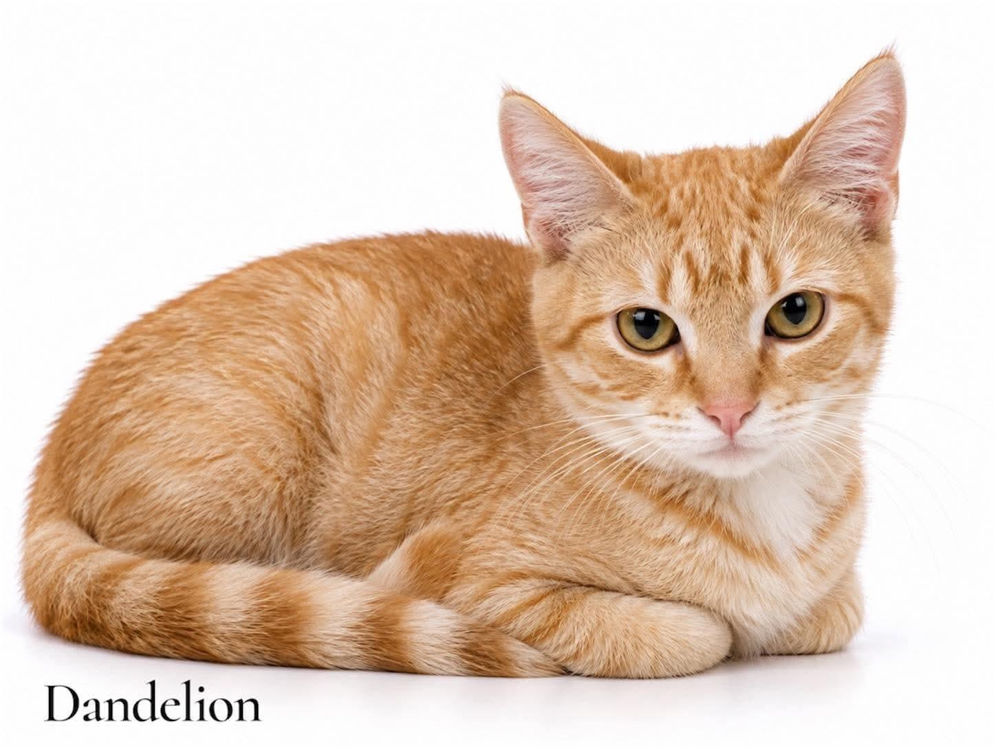 Enlarge Dandelion, a Adoptable Domestic Short Hair in Stevensville, MI image 1/1