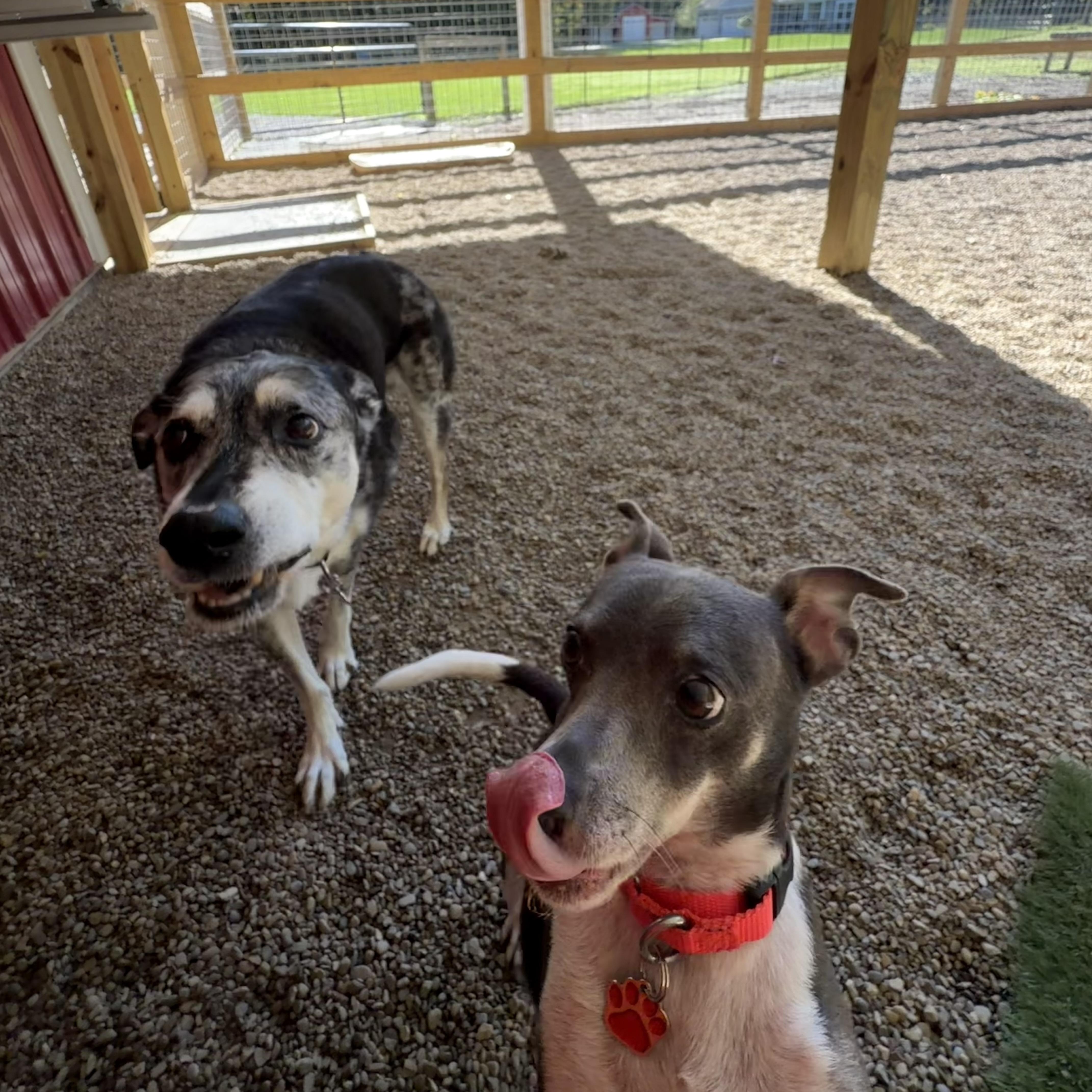 Enlarge Sonic, a Adoptable mixed breed in Grafton, OH image 3/6