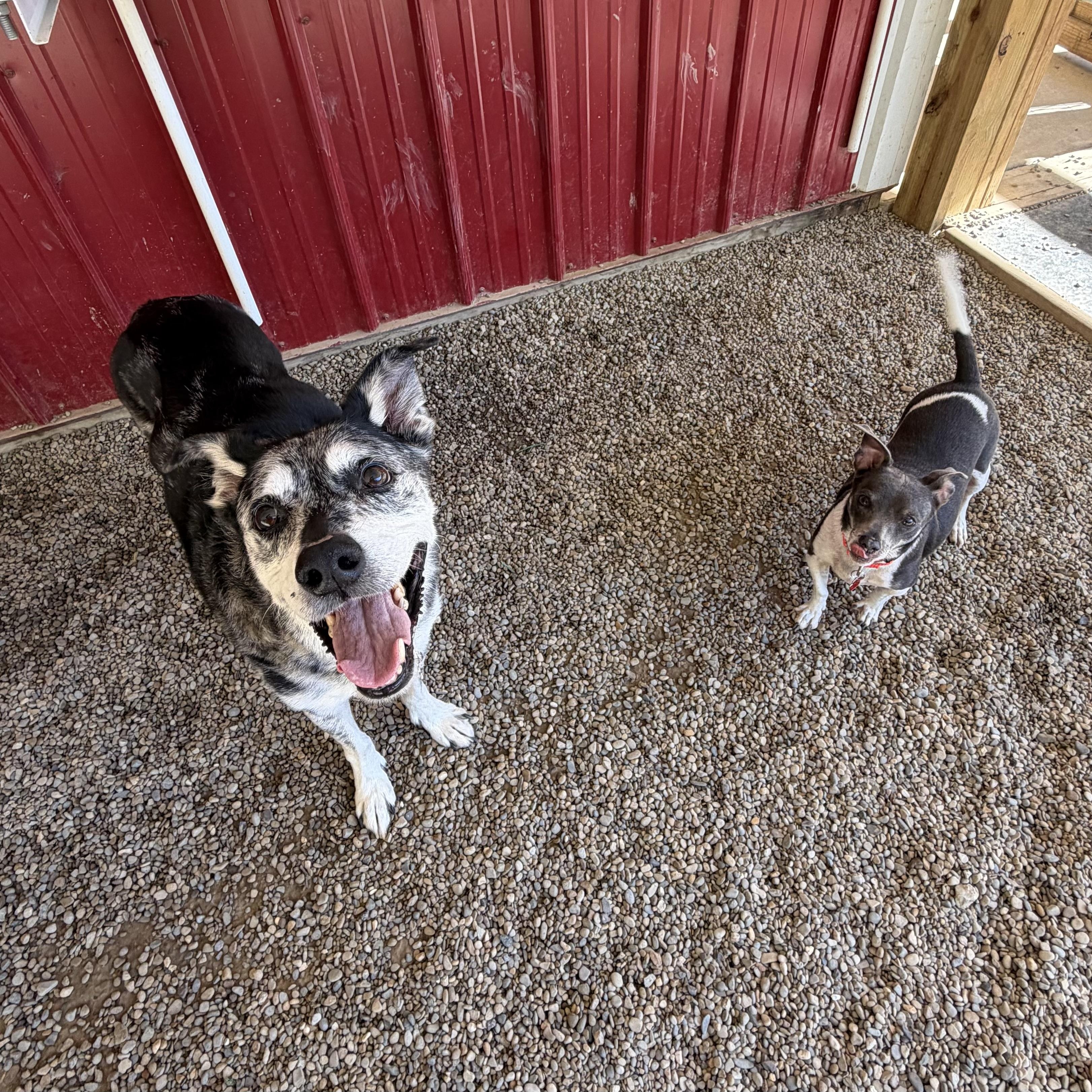 Enlarge Sonic, a Adoptable mixed breed in Grafton, OH image 4/6