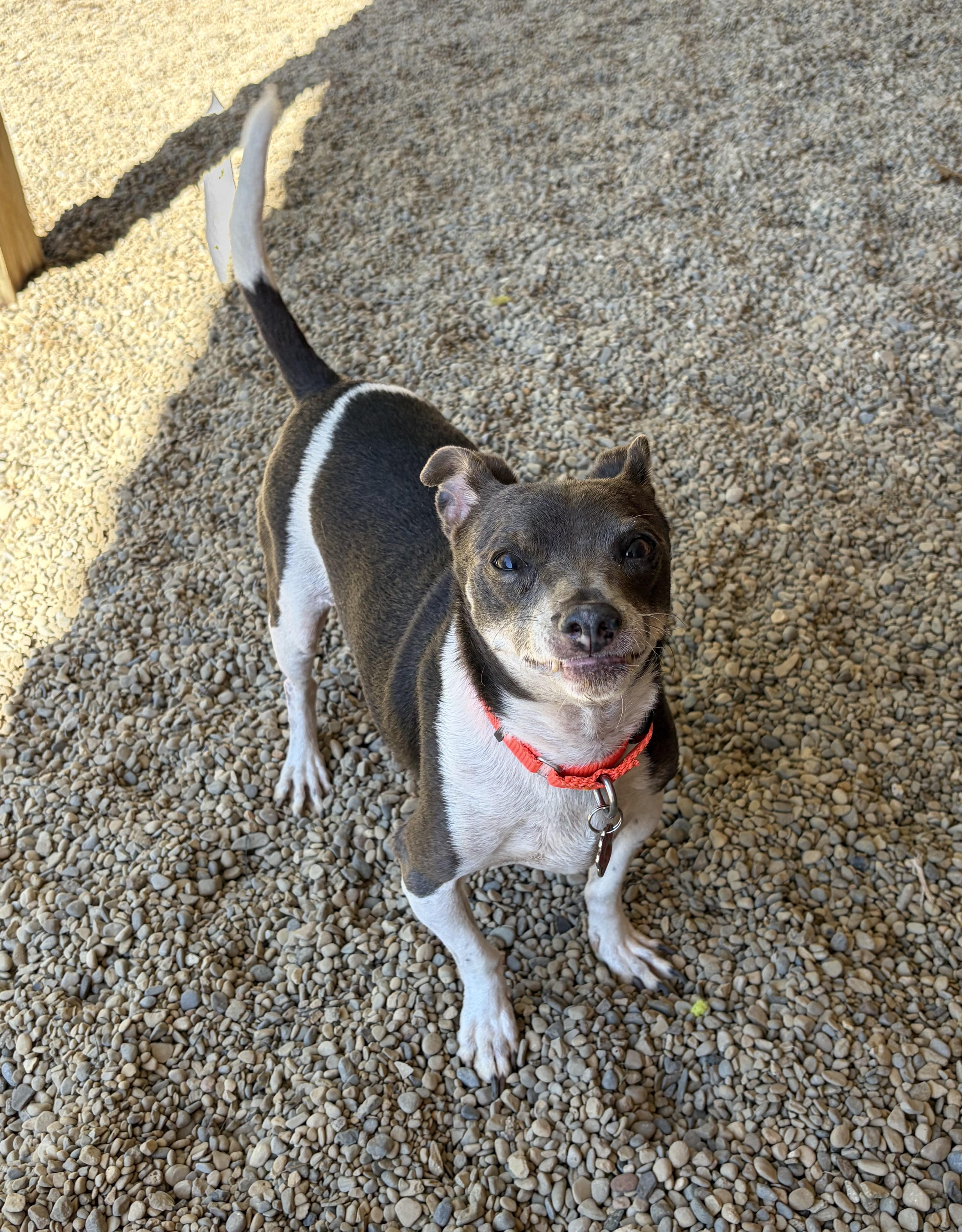 Enlarge Sonic, a Adoptable mixed breed in Grafton, OH image 6/6