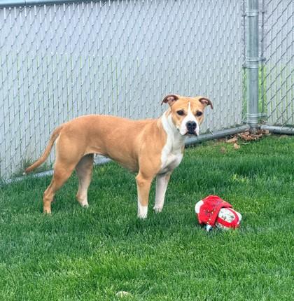 Stella, ADOPTABLE, Adult Female Pit Bull Terrier.