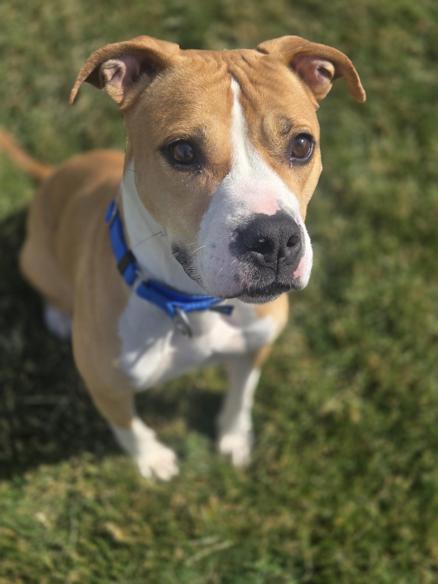 Stella, ADOPTABLE, Adult Female Pit Bull Terrier.