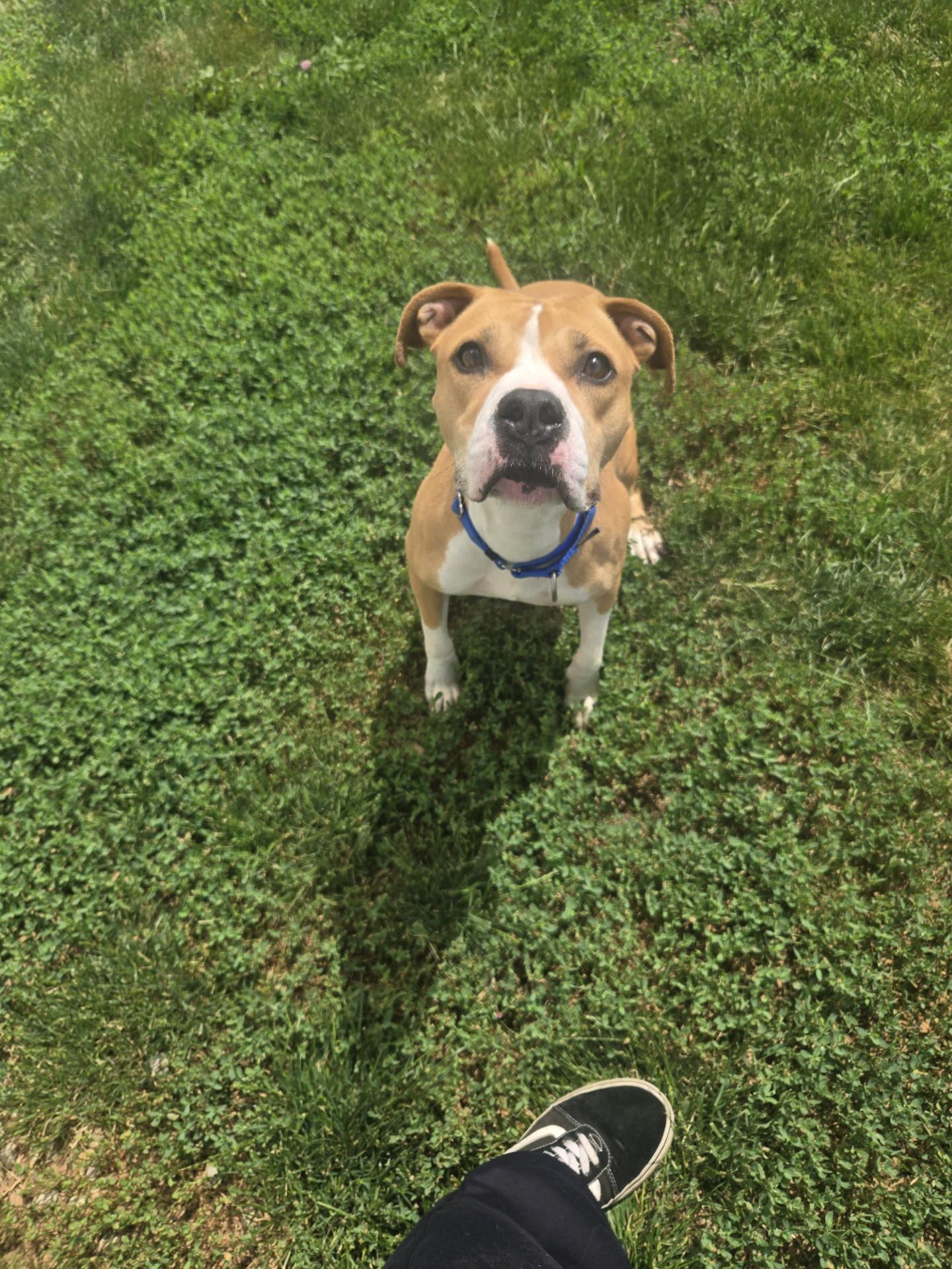 Enlarge Stella, a ADOPTABLE Pit Bull Terrier in Joliet, IL image 2/2