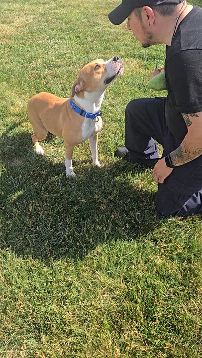 Enlarge Stella, a ADOPTABLE Pit Bull Terrier in Joliet, IL video 3/4