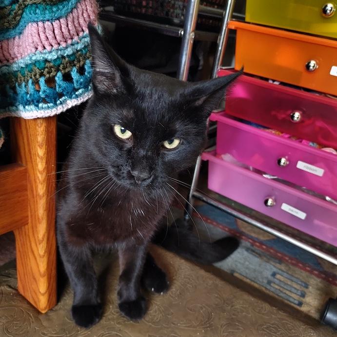 Andrew, a ADOPTABLE Domestic Short Hair in Denver, CO image 2/5