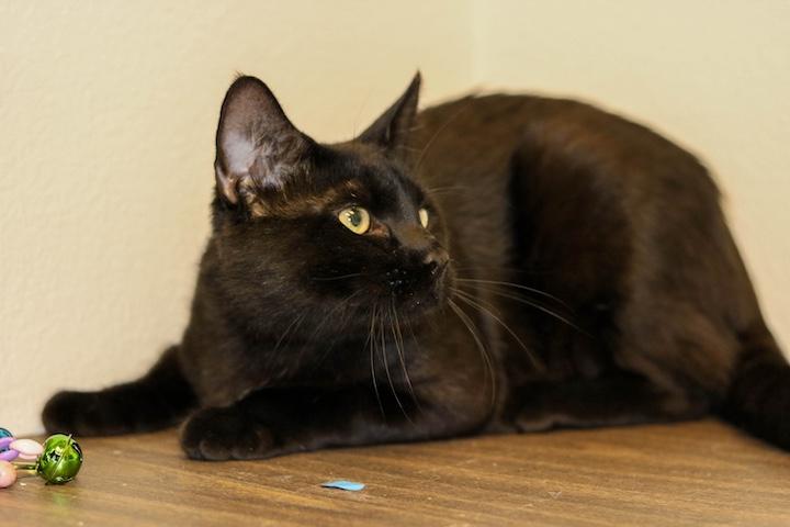 Andrew, a ADOPTABLE Domestic Short Hair in Denver, CO image 4/5