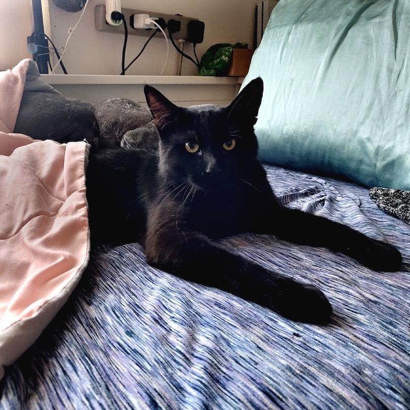 Andrew, ADOPTABLE, Adult Male Domestic Short Hair.