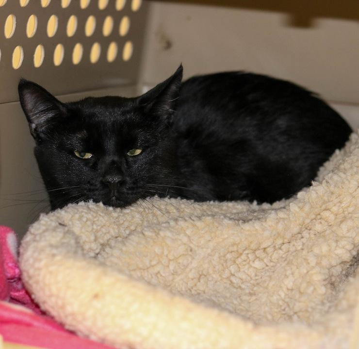 Andrew, a ADOPTABLE Domestic Short Hair in Denver, CO image 3/5