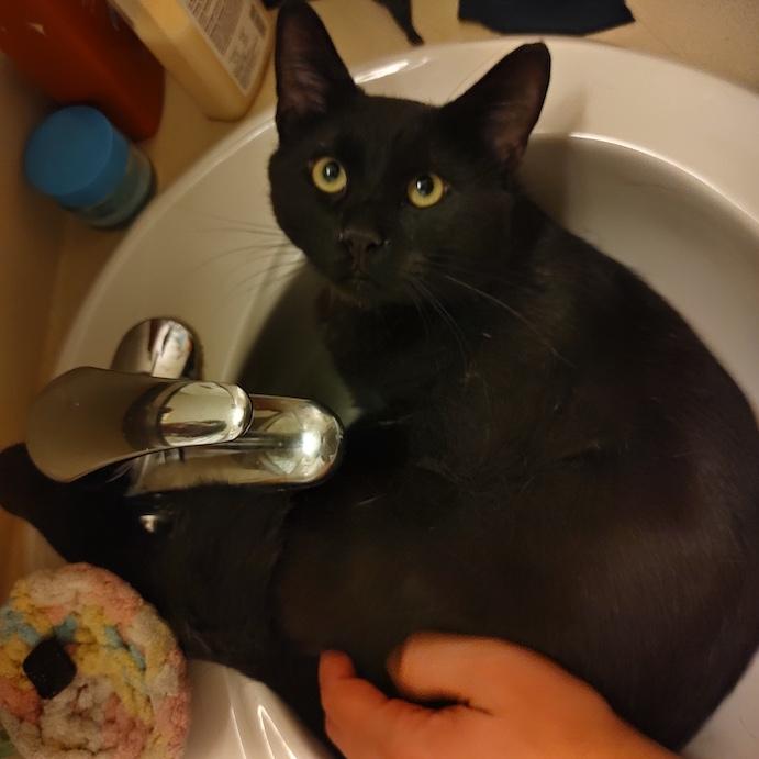 Andrew, a ADOPTABLE Domestic Short Hair in Denver, CO image 5/5
