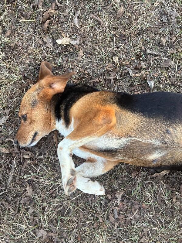 Enlarge Cookie, a Adoptable mixed breed in Thomasville, AL image 1/4