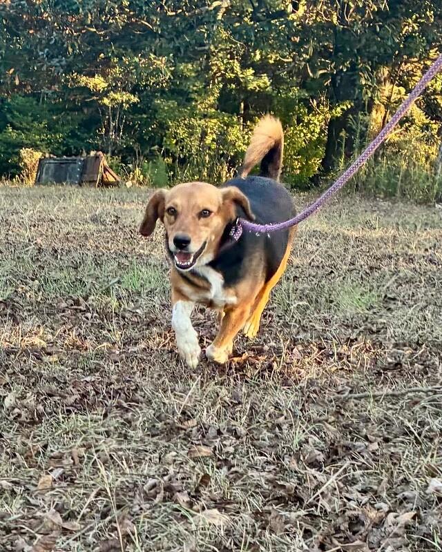 Enlarge Cookie, a Adoptable mixed breed in Thomasville, AL image 2/4