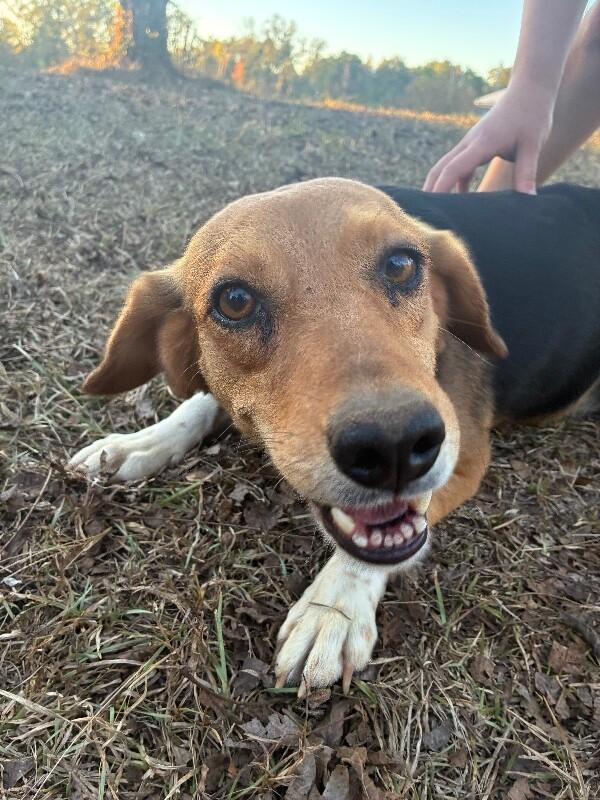 Enlarge Cookie, a Adoptable mixed breed in Thomasville, AL image 3/4