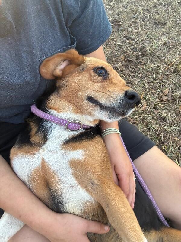 Enlarge Cookie, a Adoptable mixed breed in Thomasville, AL image 4/4