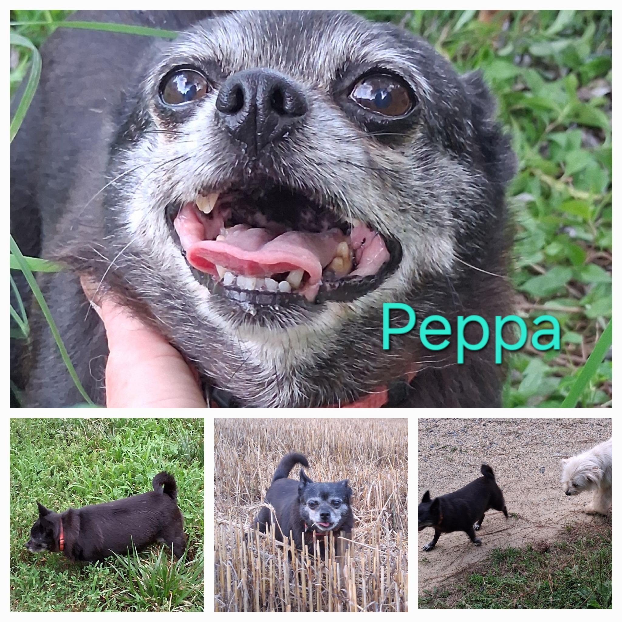 Peppa Pig, Senior Female unknown