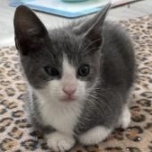 Razzles, Adoptable, Kitten Male Tuxedo & Domestic Short Hair.