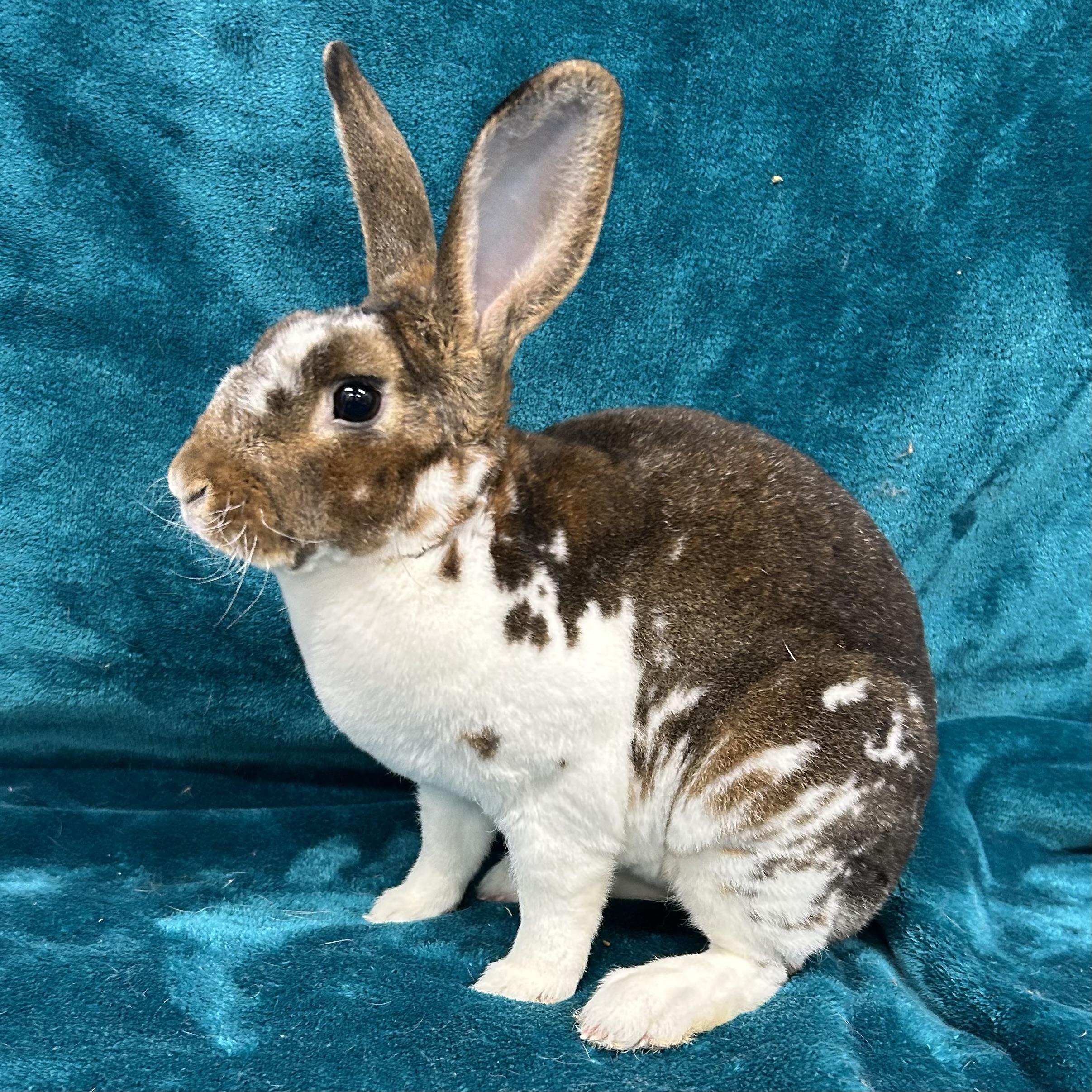 Enlarge Selena  **In Foster Care**, a Adoptable Mini Rex in Edgewood, MD image 4/5
