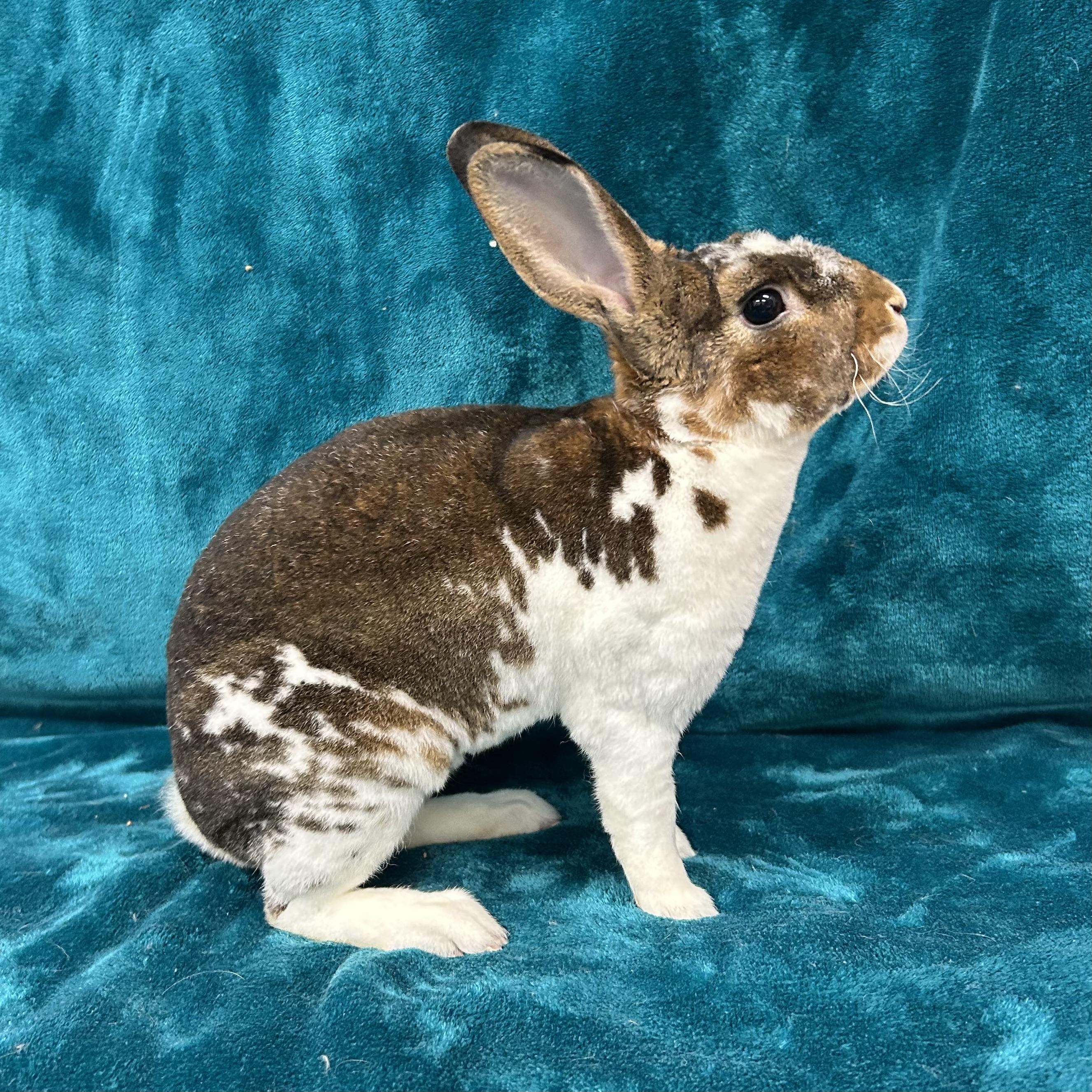 Enlarge Selena  **In Foster Care**, a Adoptable Mini Rex in Edgewood, MD image 2/5