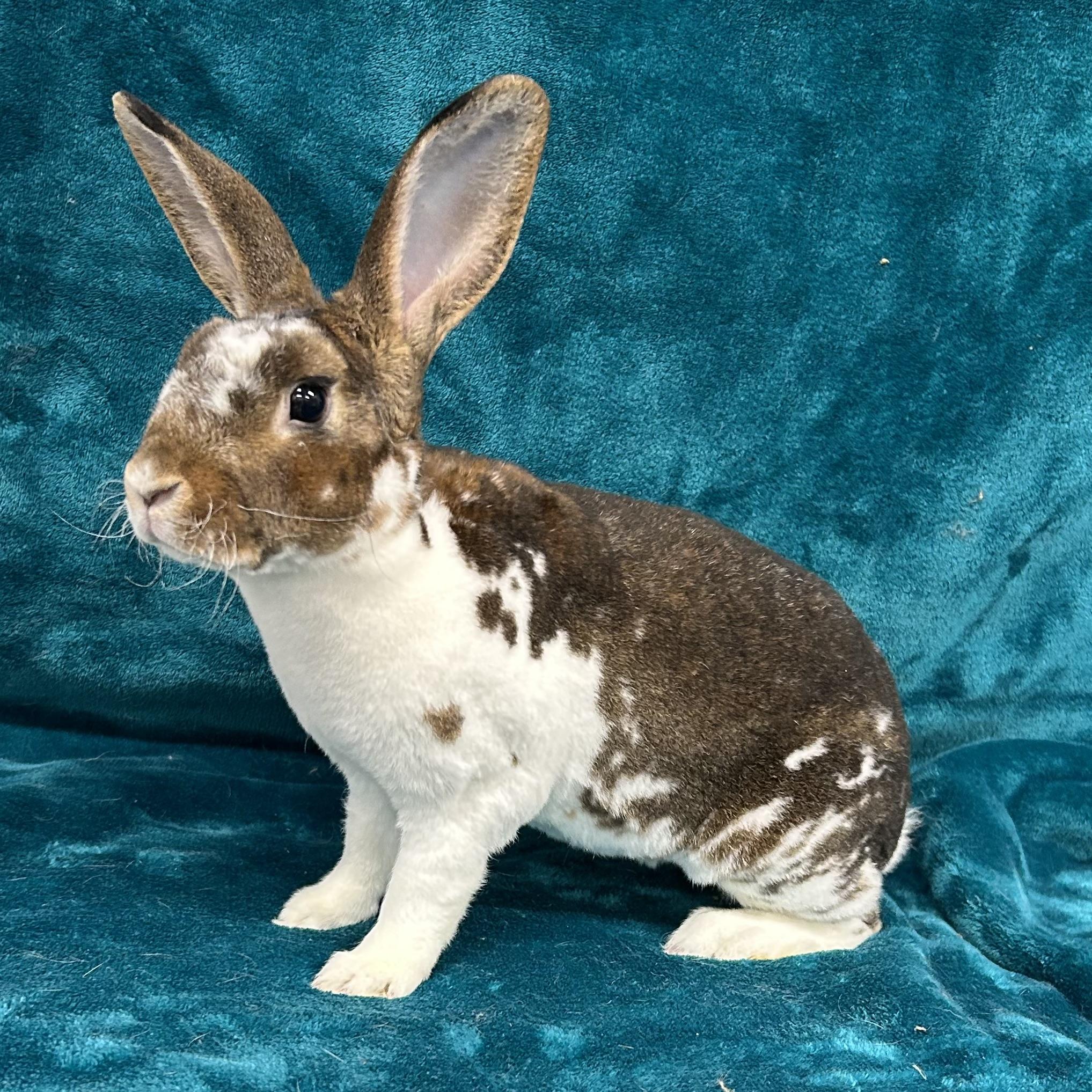 Selena, Adoptable, Young Female Mini Rex.