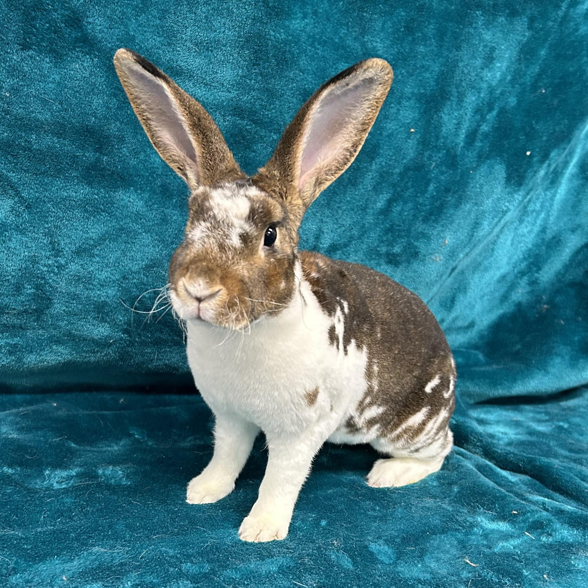 Enlarge Selena  **In Foster Care**, a Adoptable Mini Rex in Edgewood, MD image 5/5
