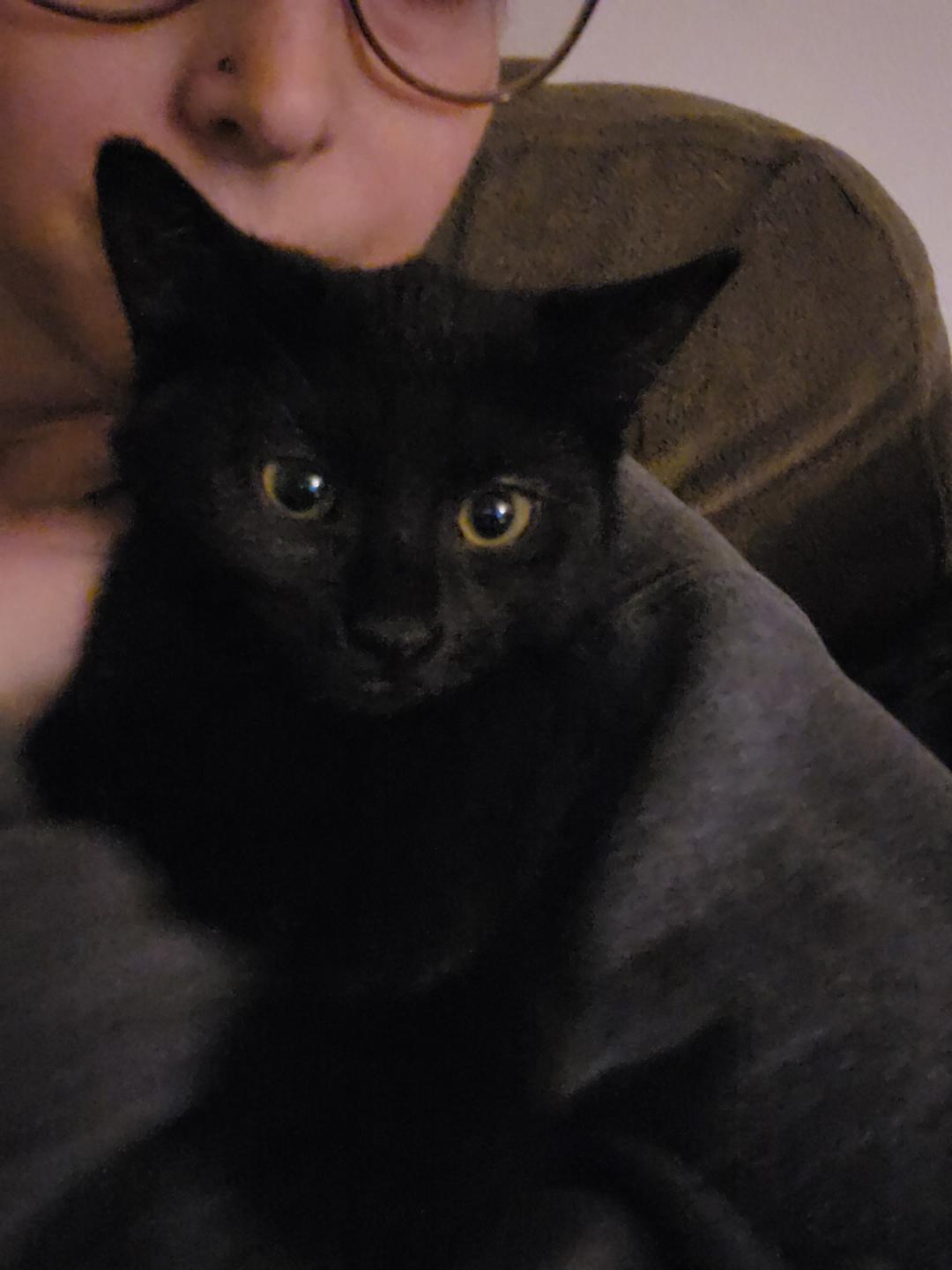 Enlarge Nat, a Adoptable Domestic Short Hair in Greenwood, IN image 4/4