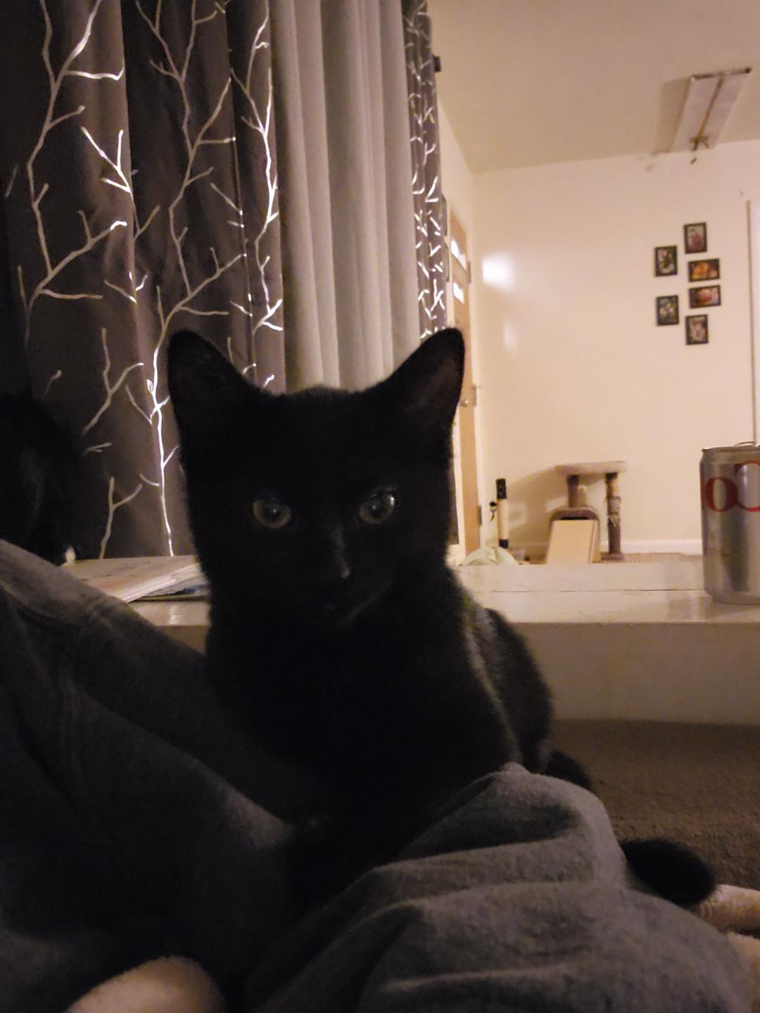 Nat, Adoptable, Kitten Female Domestic Short Hair.