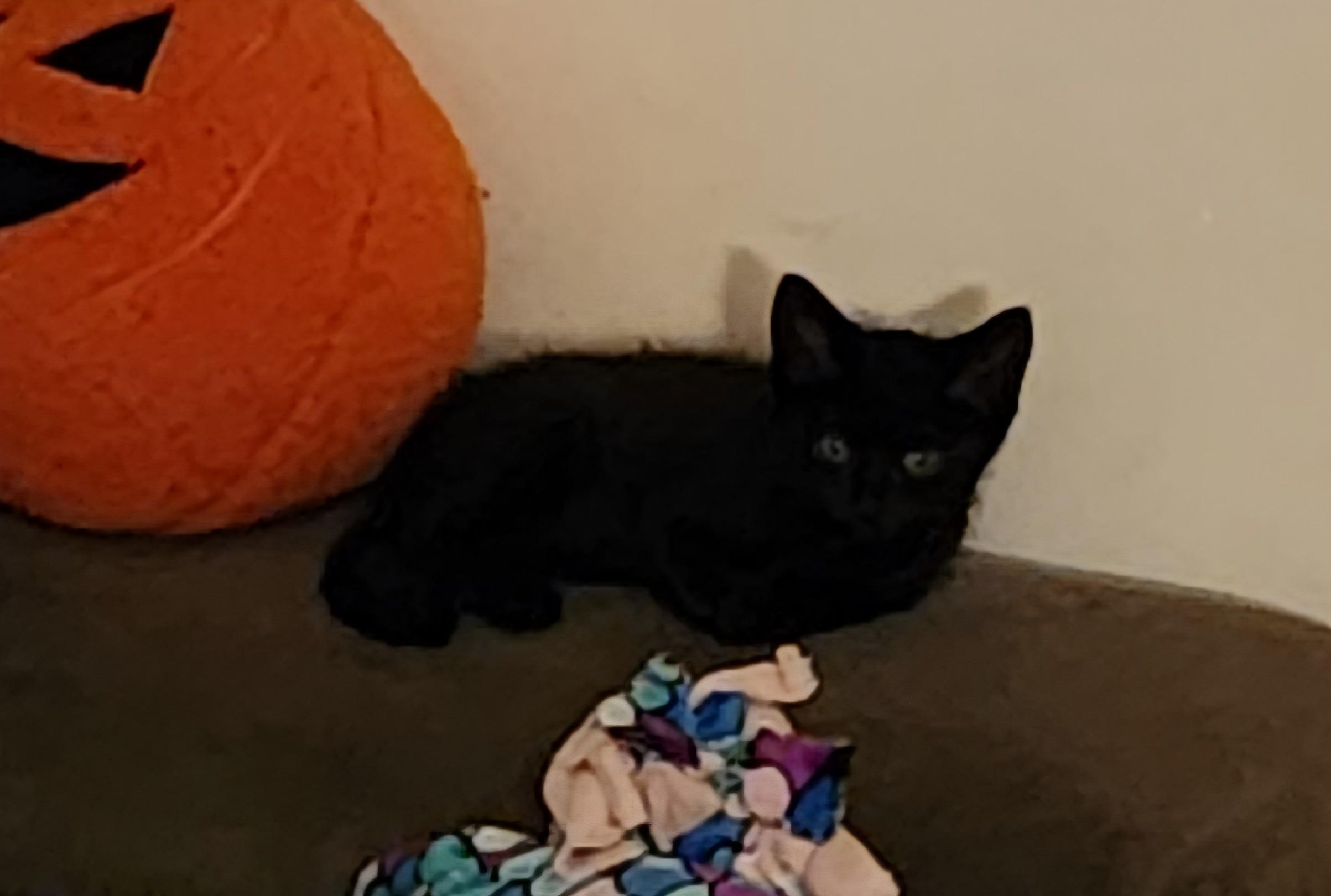 Enlarge Nat, a Adoptable Domestic Short Hair in Greenwood, IN image 3/4