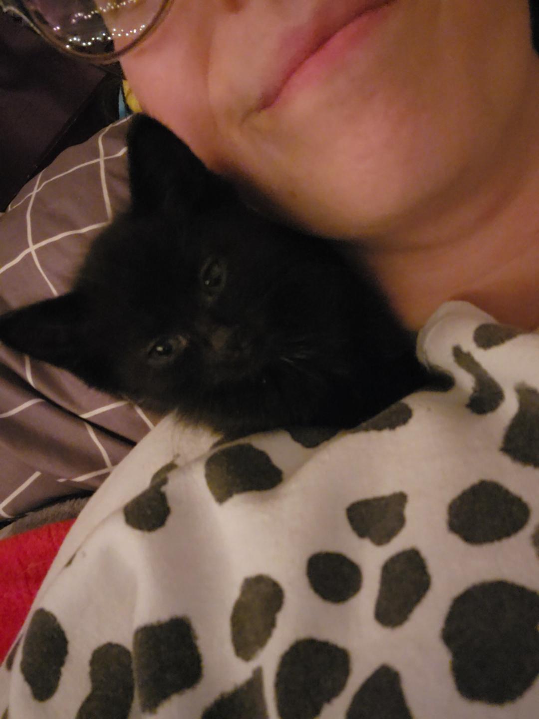 Enlarge Nat, a Adoptable Domestic Short Hair in Greenwood, IN image 2/4