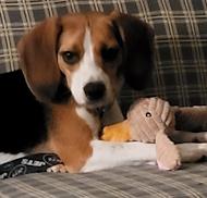 Enlarge Frazer, a ADOPTABLE Beagle in Atco, NJ image 1/1