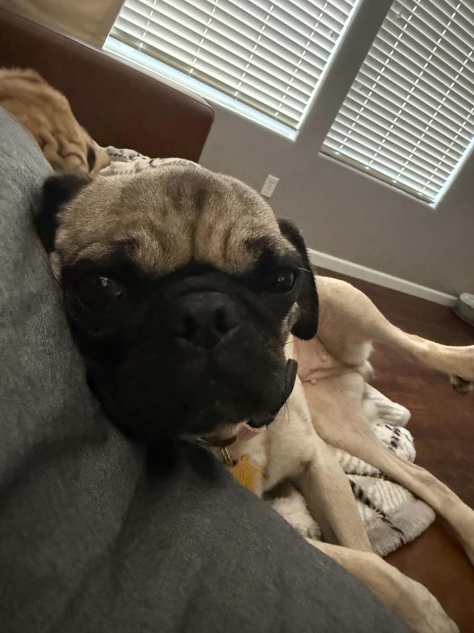 Rosie, ADOPTABLE, Young Female Pug.