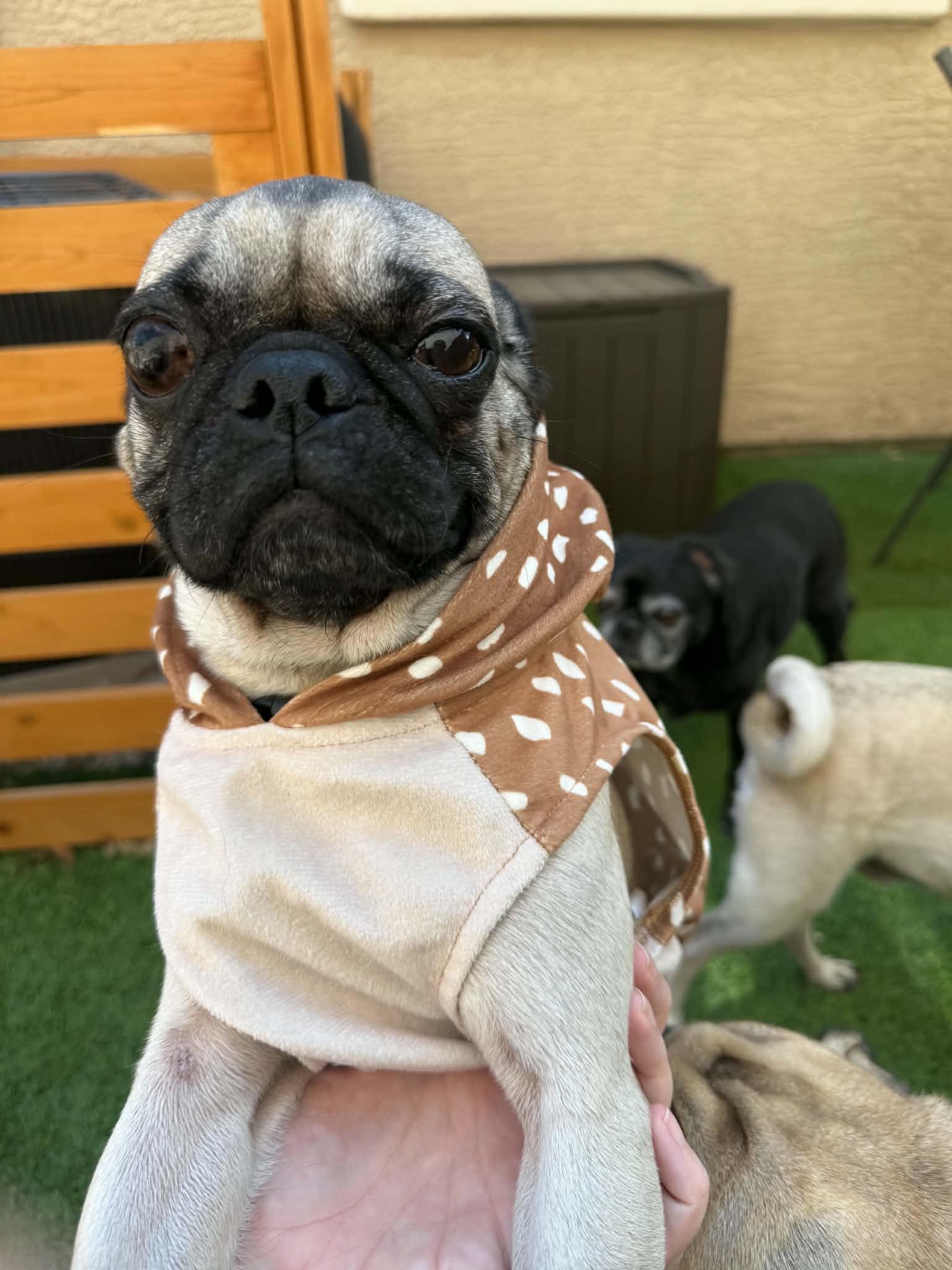 Enlarge Rosie, a ADOPTABLE Pug in Mesa, AZ image 2/3