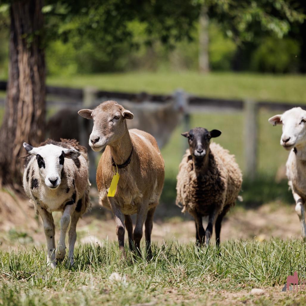 Ewenice, Adoptable, Young Female Sheep.