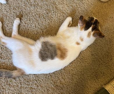 Sammie (Samantha) — thumbnail 4