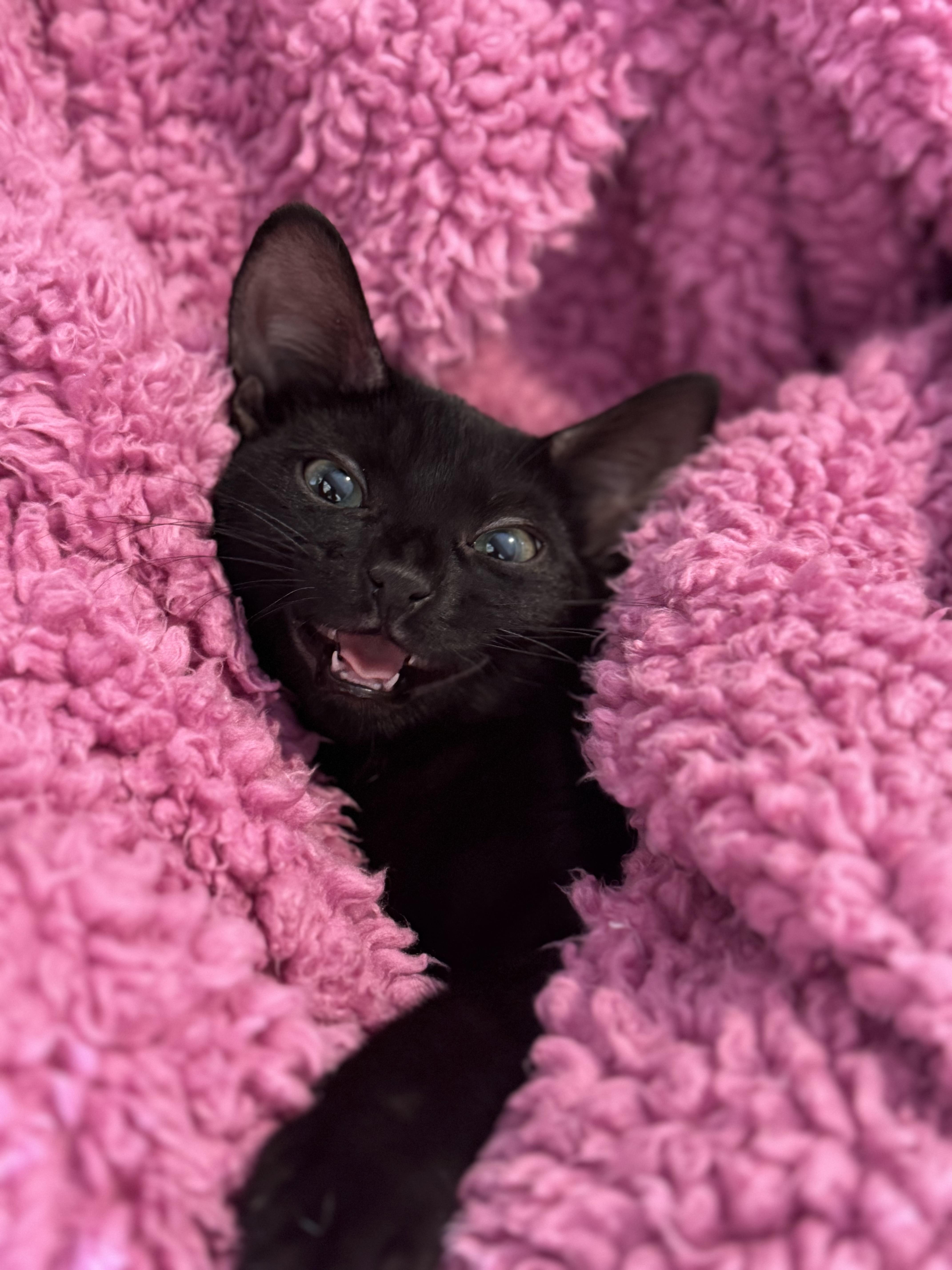 Glory, a Adoptable Domestic Short Hair in Lancaster, CA image 3/6