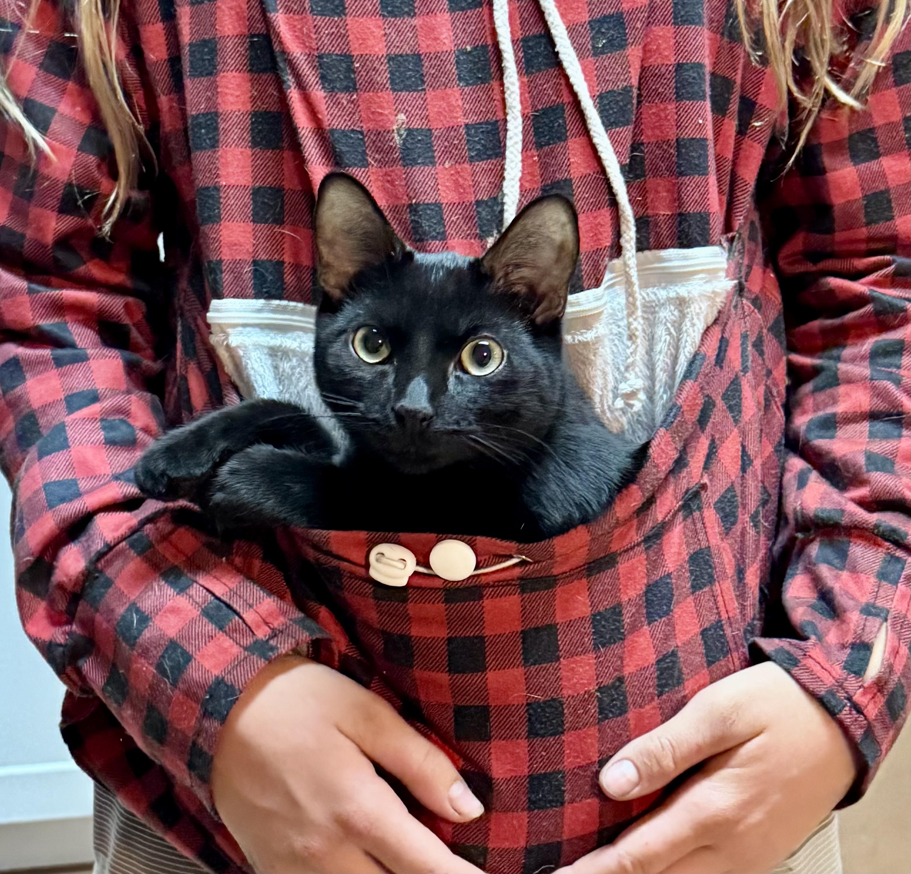 Glory, a Adoptable Domestic Short Hair in Lancaster, CA image 1/6