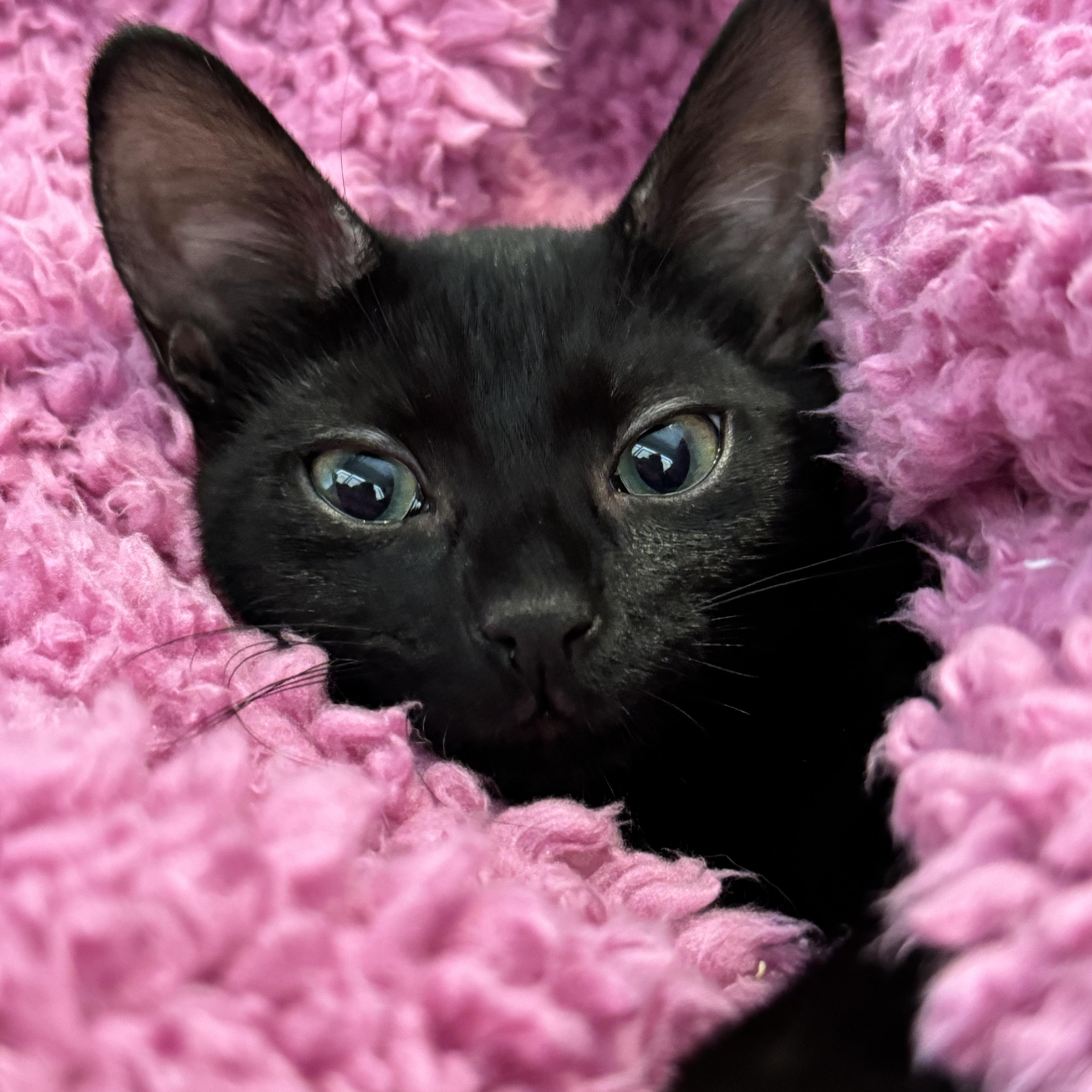 Glory, a Adoptable Domestic Short Hair in Lancaster, CA image 2/6