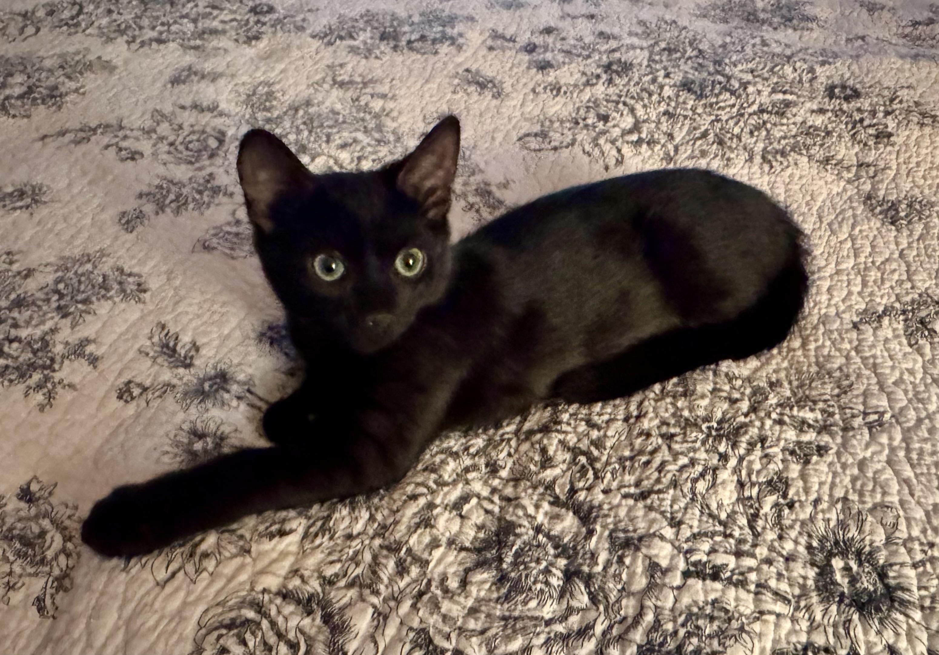 Glory, a Adoptable Domestic Short Hair in Lancaster, CA image 5/6