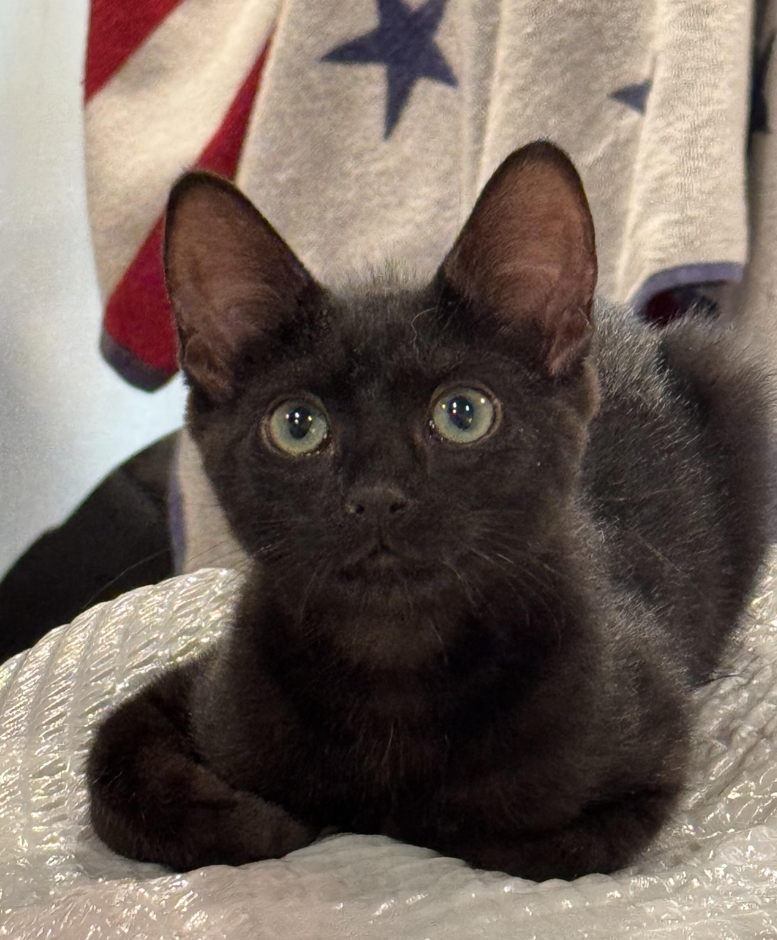 Glory, a Adoptable Domestic Short Hair in Lancaster, CA image 6/6