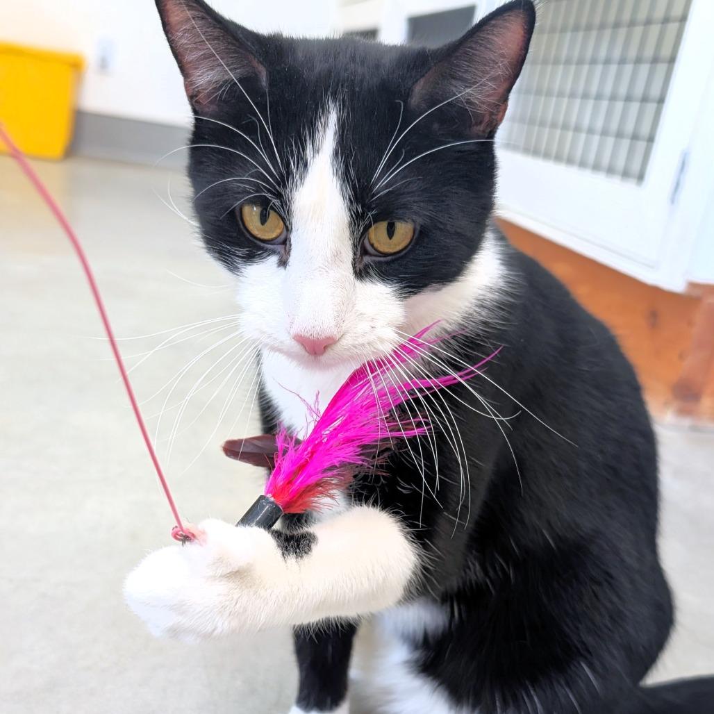 Midnight, Adoptable, Adult Male Domestic Short Hair.