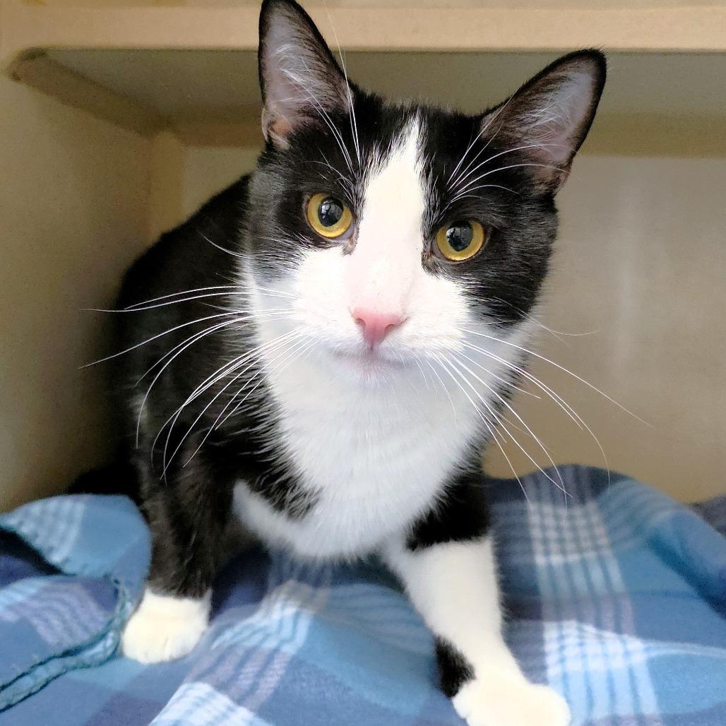 Enlarge Midnight, a Adoptable Domestic Short Hair in Michigan City, IN image 2/6