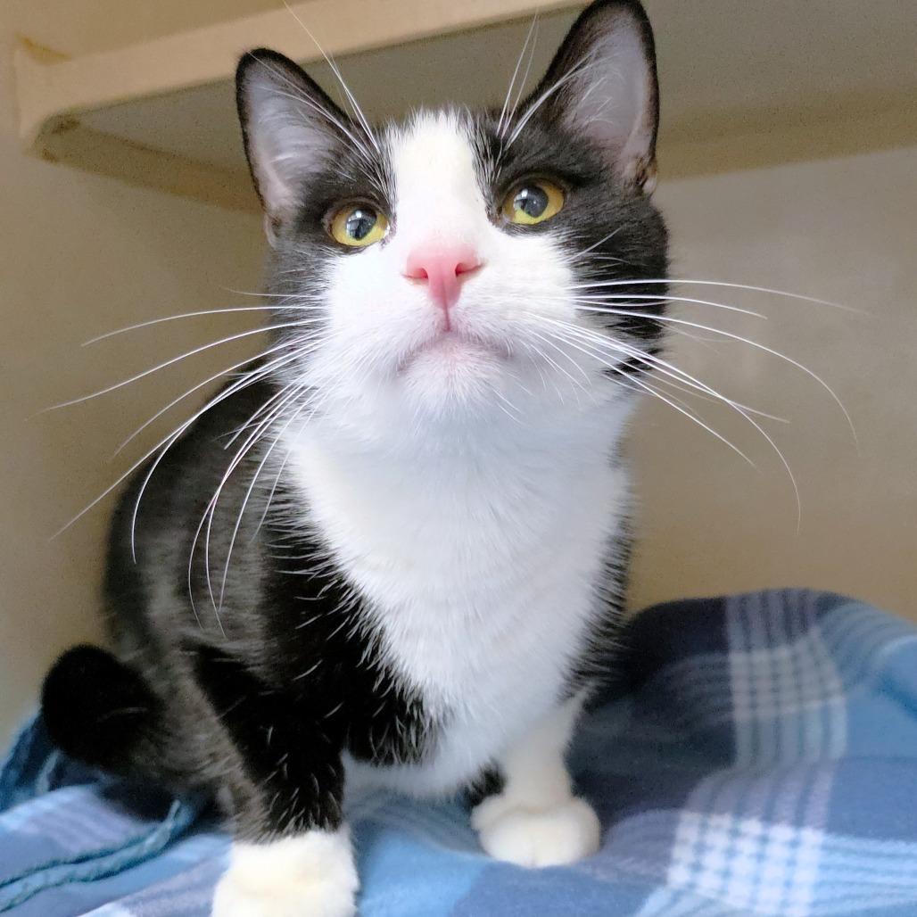 Enlarge Midnight, a Adoptable Domestic Short Hair in Michigan City, IN image 3/6