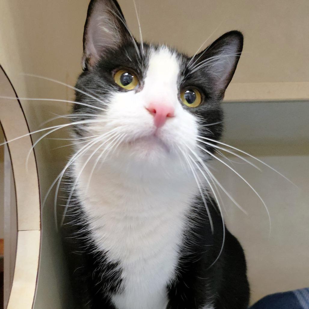 Enlarge Midnight, a Adoptable Domestic Short Hair in Michigan City, IN image 4/6