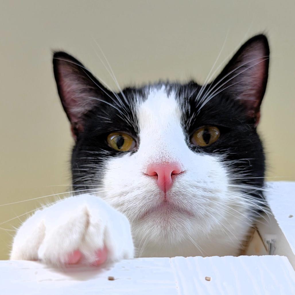 Enlarge Midnight, a Adoptable Domestic Short Hair in Michigan City, IN image 5/6