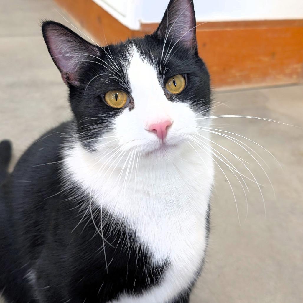 Enlarge Midnight, a Adoptable Domestic Short Hair in Michigan City, IN image 6/6