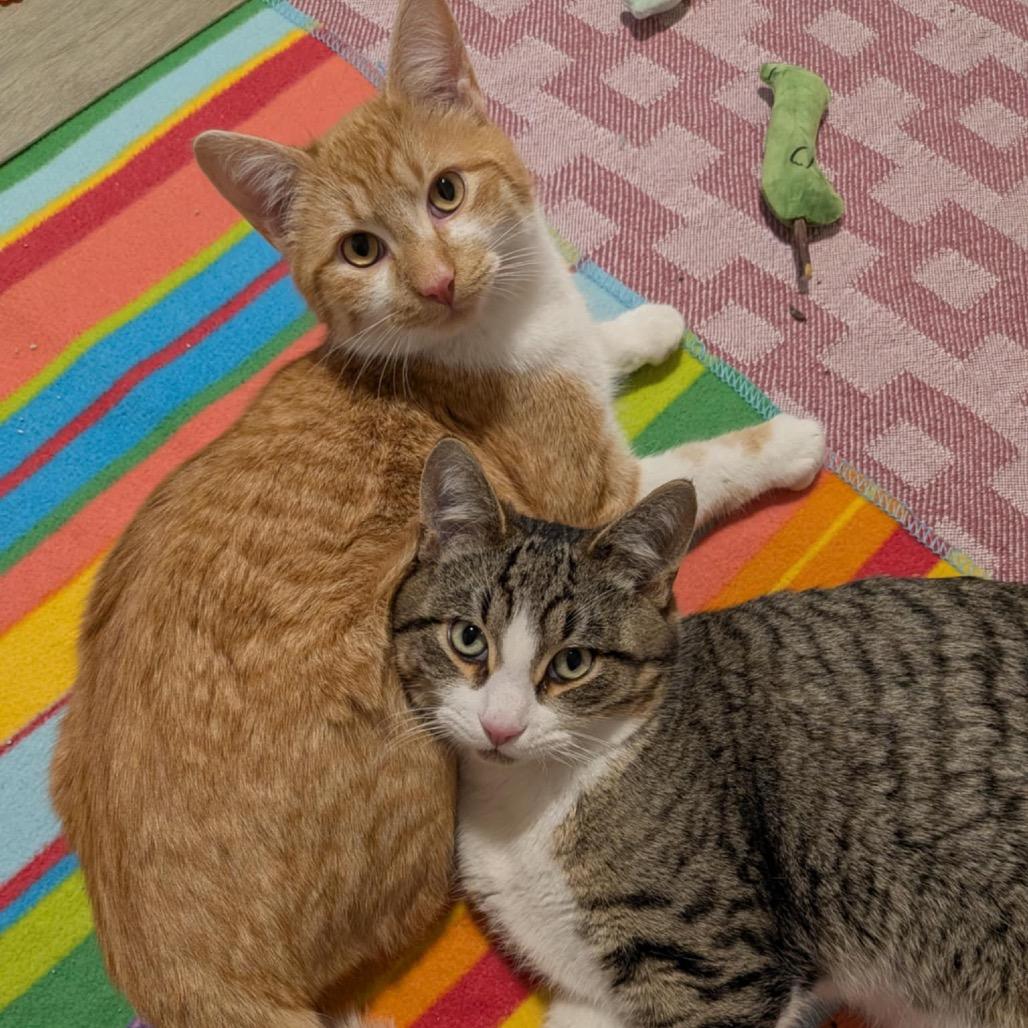 Homer, a Adoptable Domestic Short Hair in Calgary, AB image 1/6