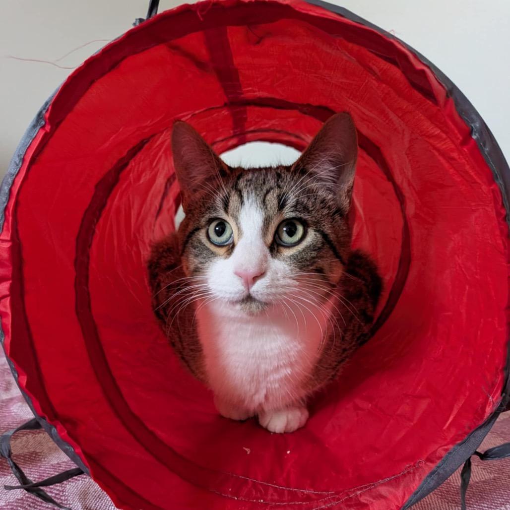 Homer, a Adoptable Domestic Short Hair in Calgary, AB image 2/6