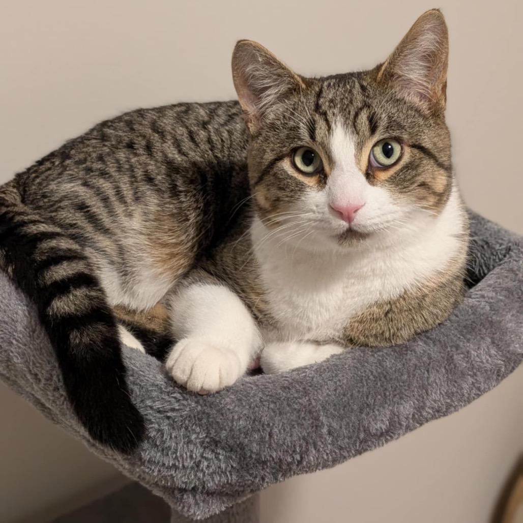 Homer, a Adoptable Domestic Short Hair in Calgary, AB image 3/6