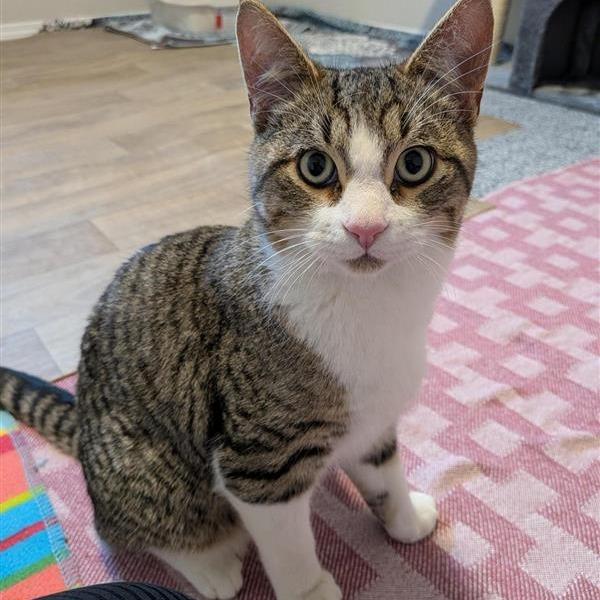 Homer, a Adoptable Domestic Short Hair in Calgary, AB image 4/6