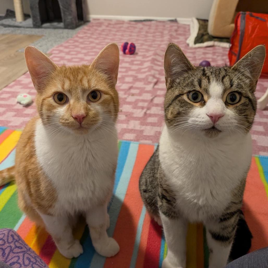 Homer, a Adoptable Domestic Short Hair in Calgary, AB image 5/6