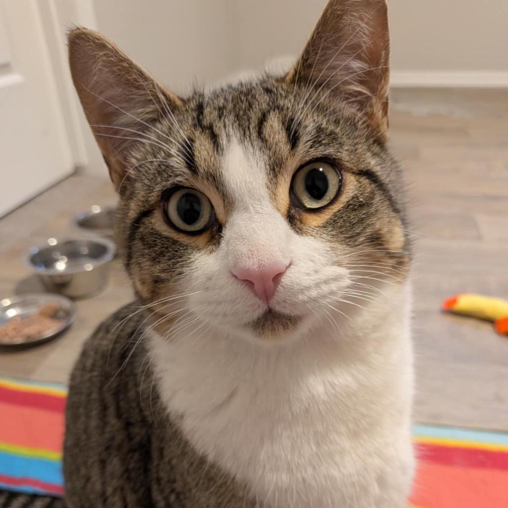 Homer, a Adoptable Domestic Short Hair in Calgary, AB image 6/6