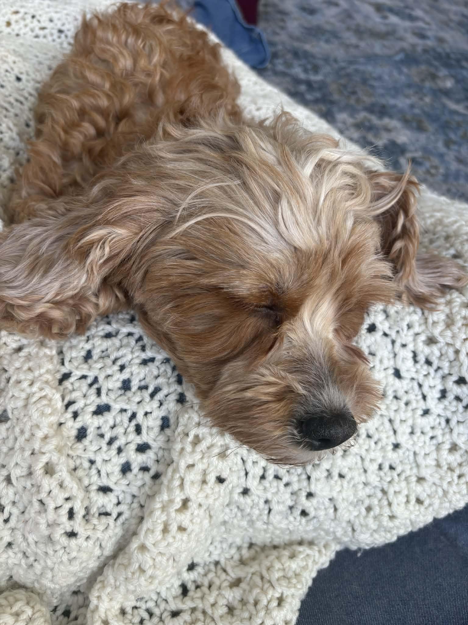 Carmel, ADOPTABLE, Adult Female Cavapoo.